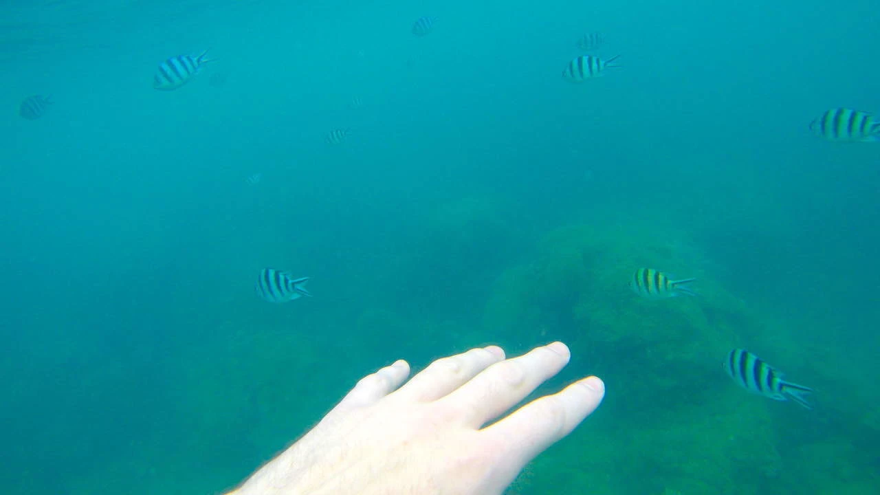 Koh Ma Snorkeling