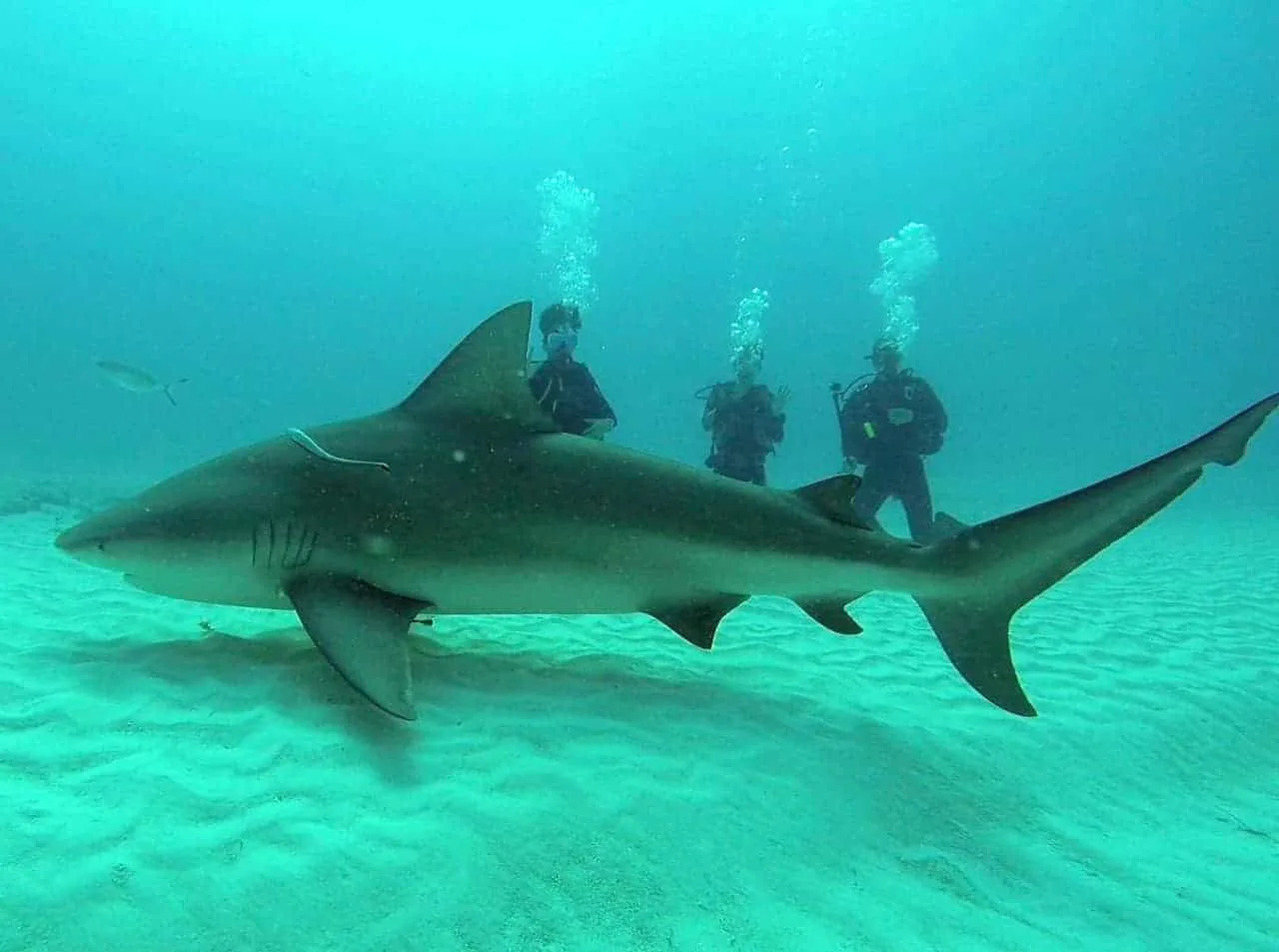 Bull Shark Cancun