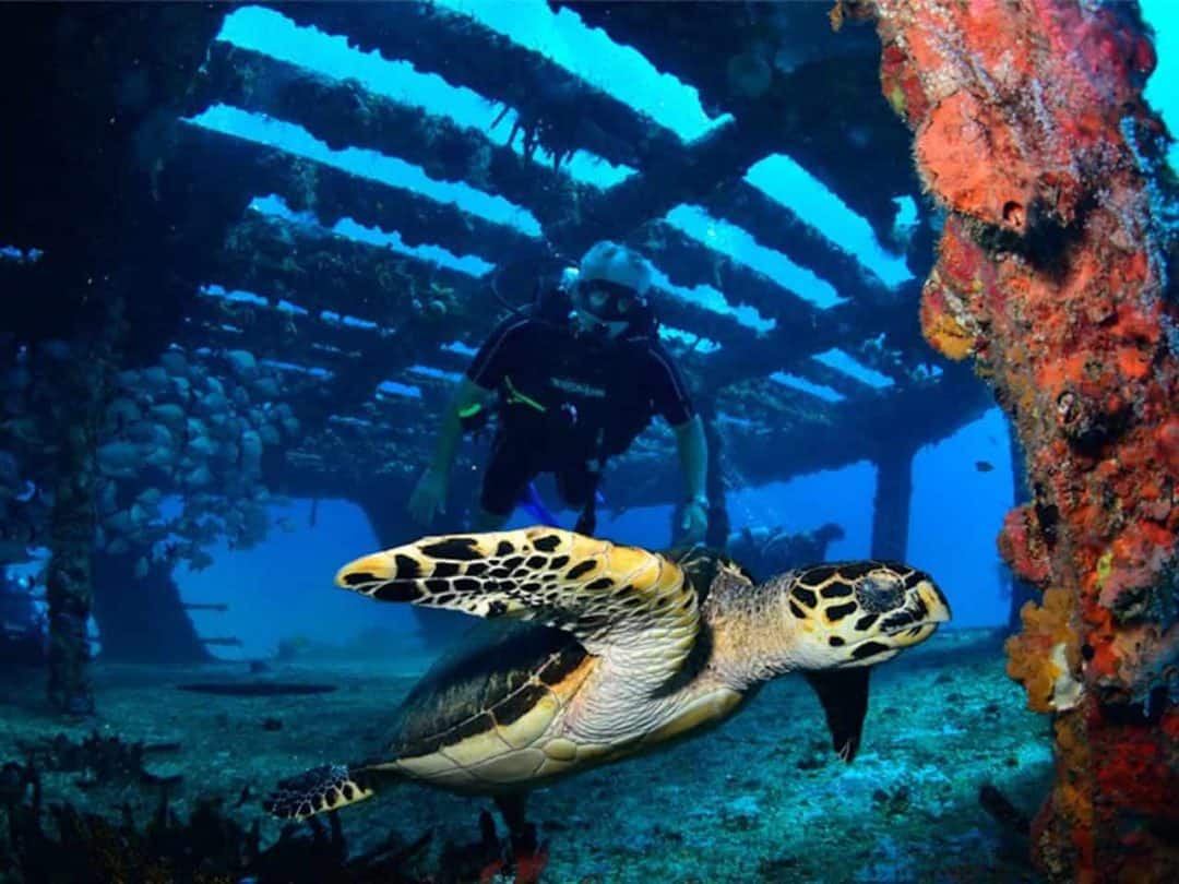 scuba diving cancun padi