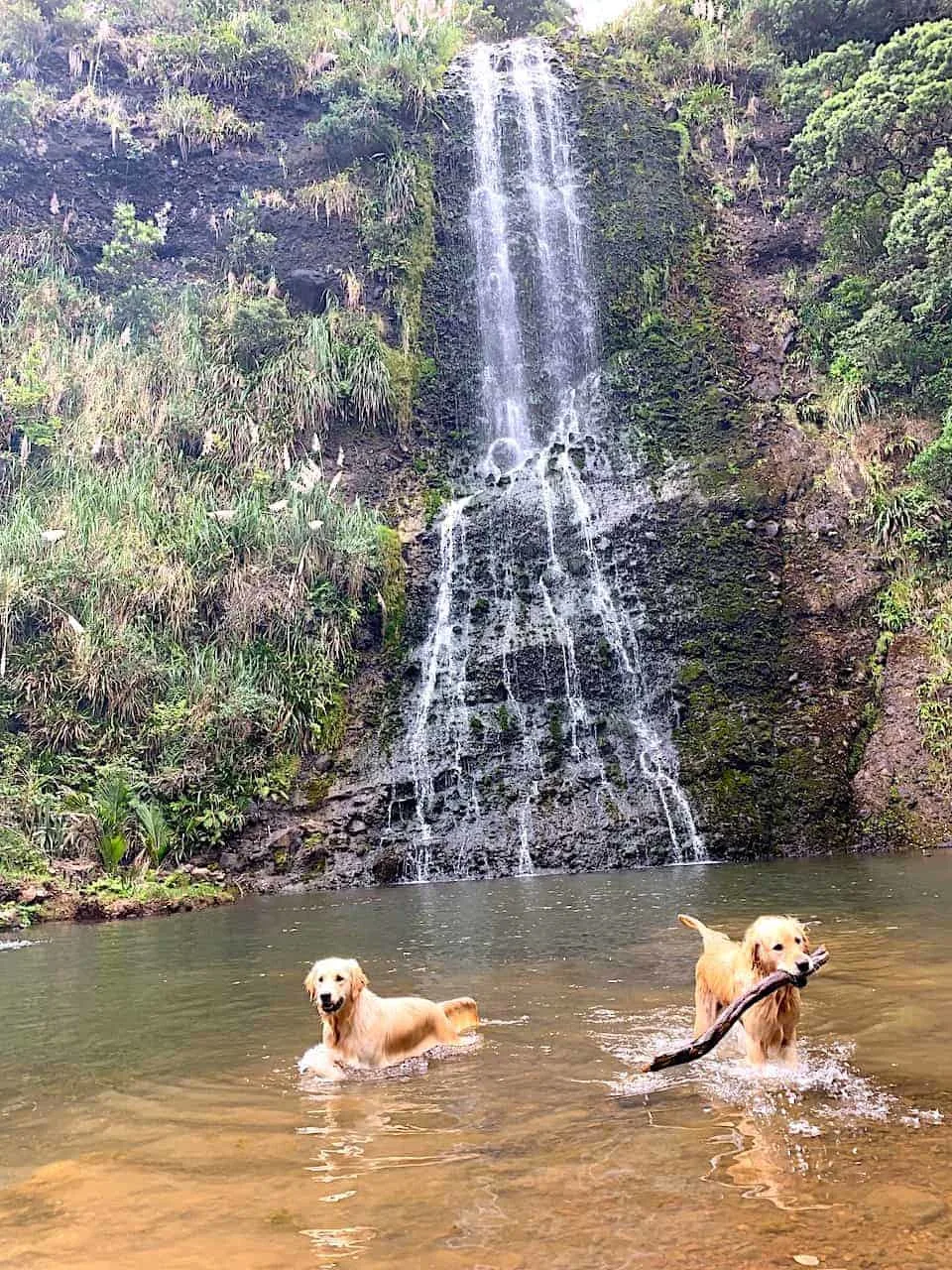 Karekare Waterfall Walk