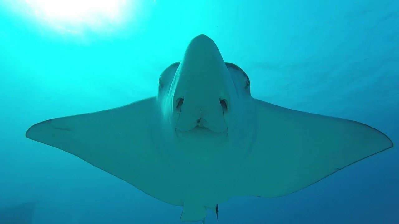 Manta Ray Cancun Diving