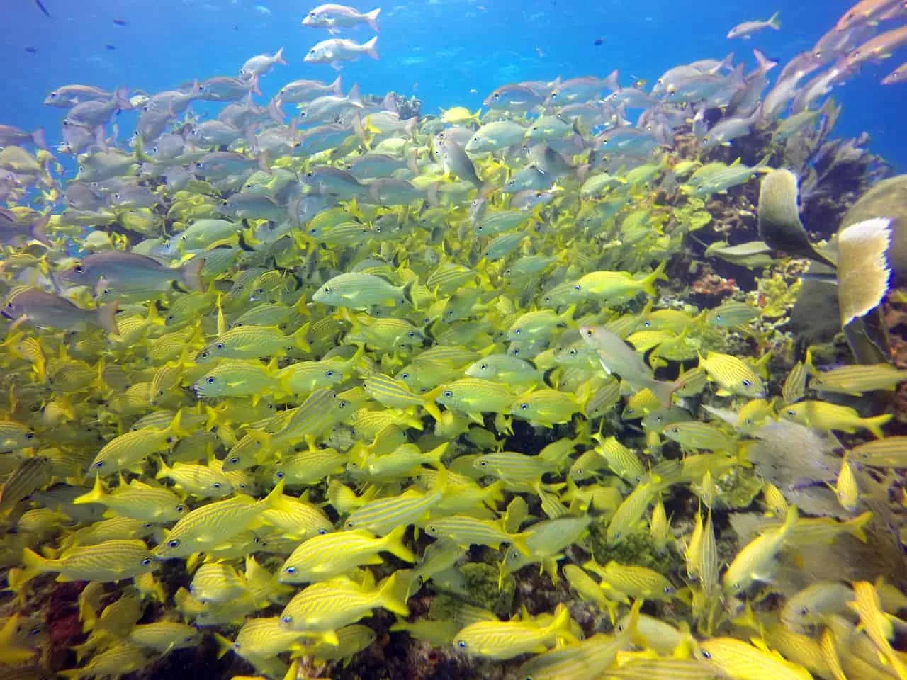 School of Fish Cancun Diving