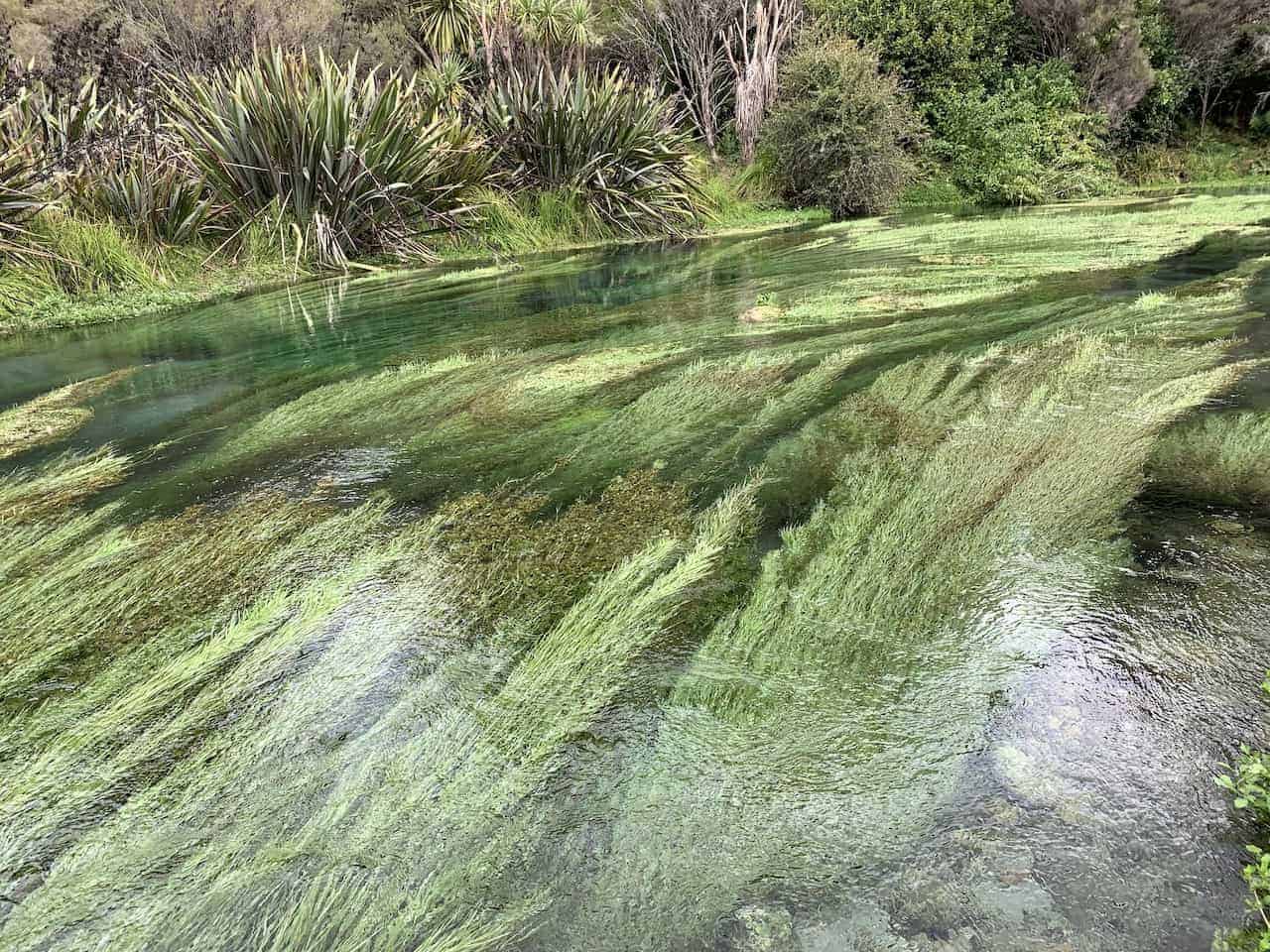 Blue Springs Te Waihou