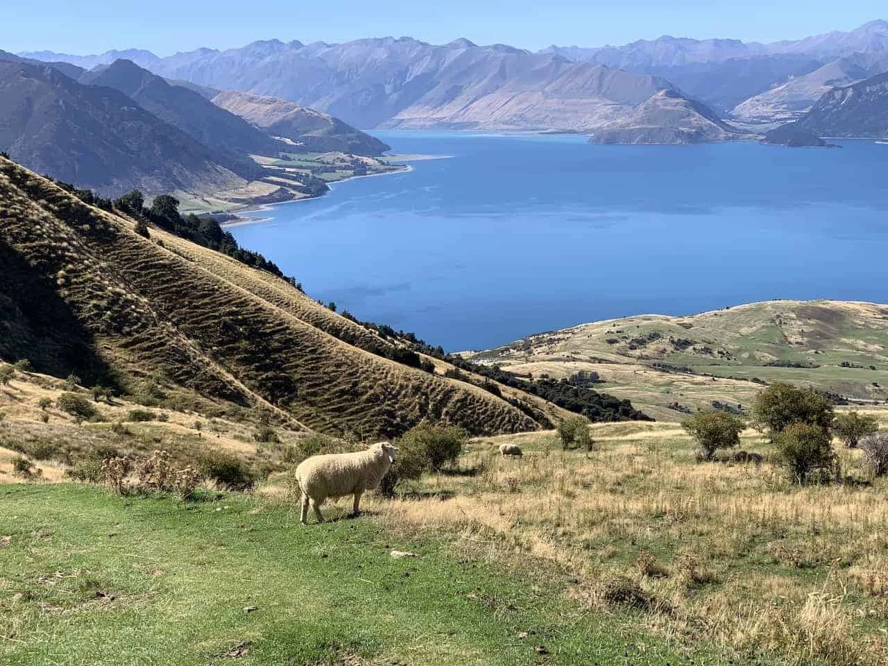 Isthmus Peak Sheep