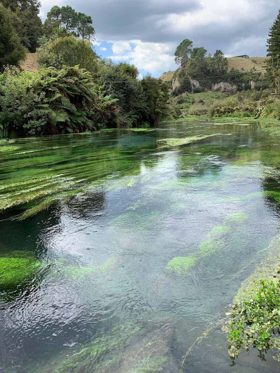 New Zealand Blue Springs