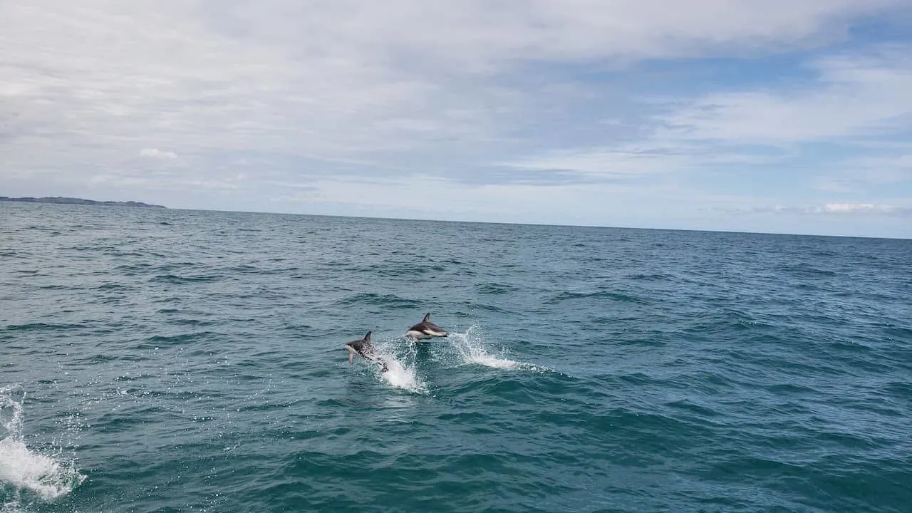 Kaikoura Dolphins