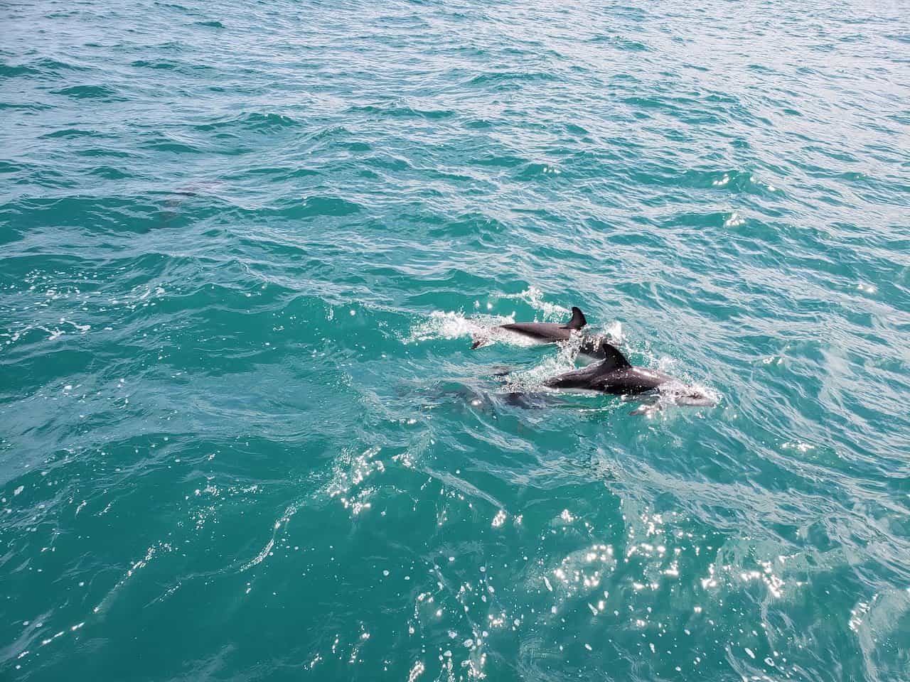 Kaikoura New Zealand Dolphins