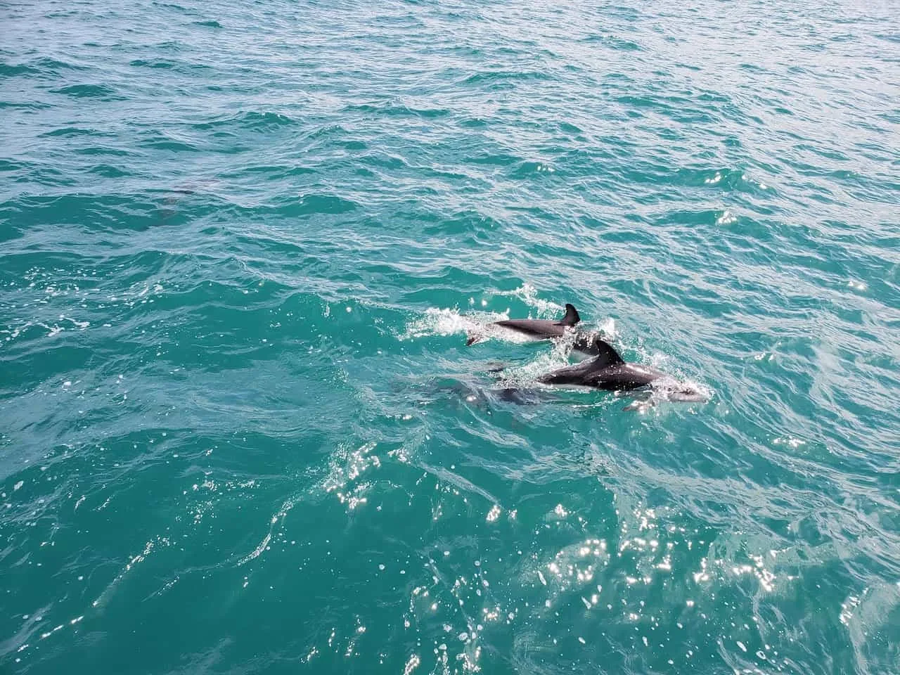 Kaikoura New Zealand Dolphins