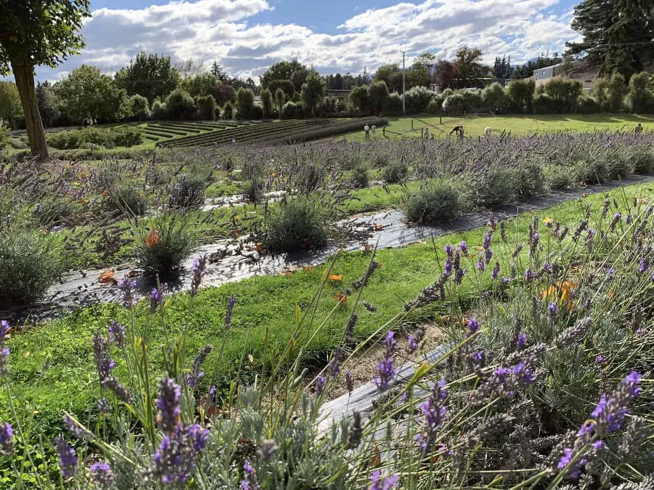 Lavendar Farm Wanaka