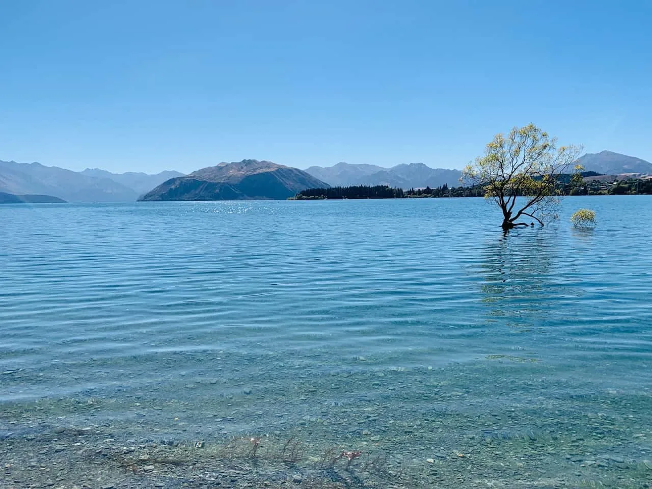 That Wanaka Tree