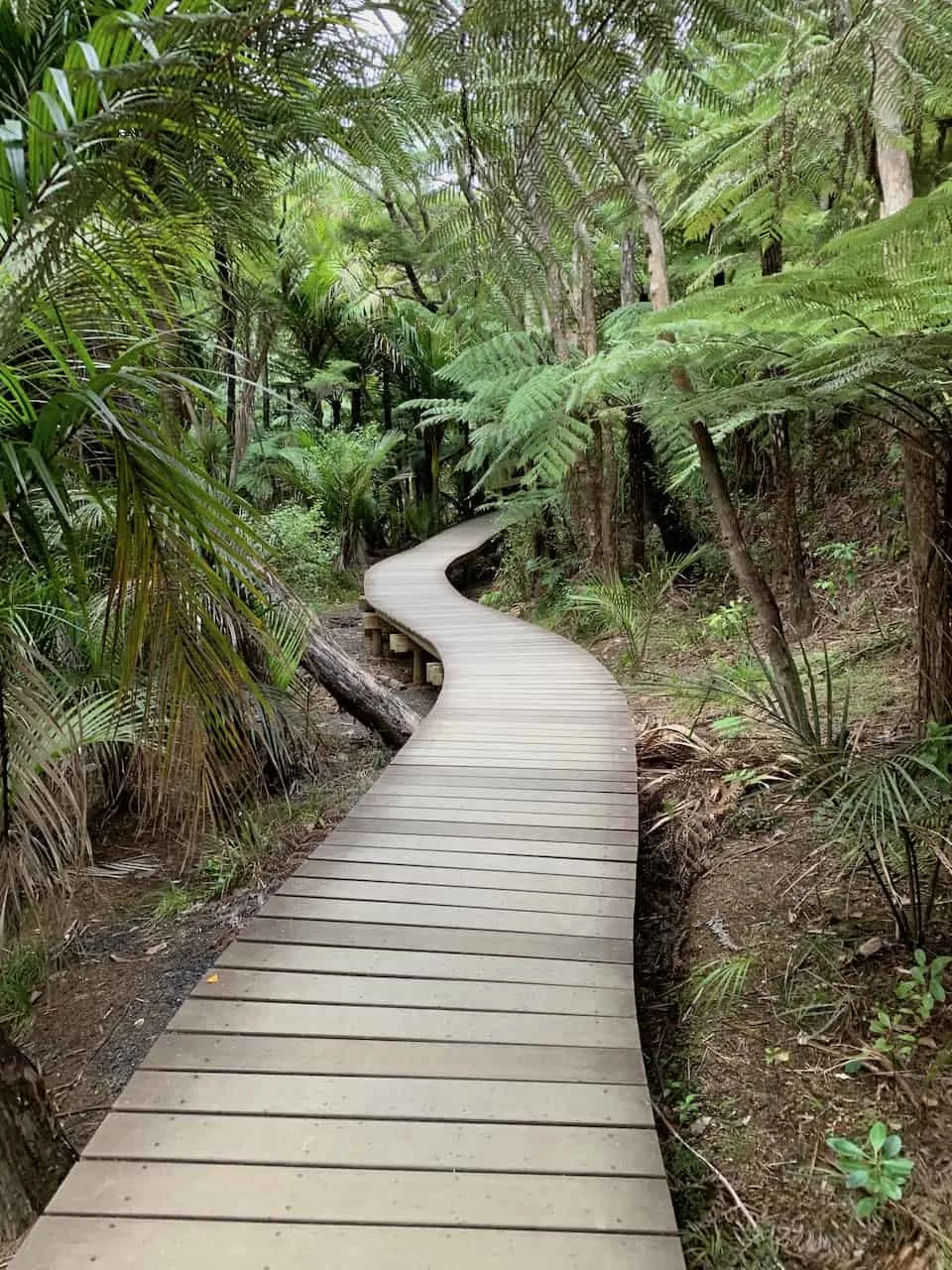 Boardwalk Kitekite Falls