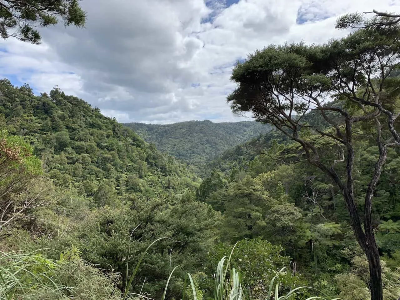 Waitakere Ranges Forest