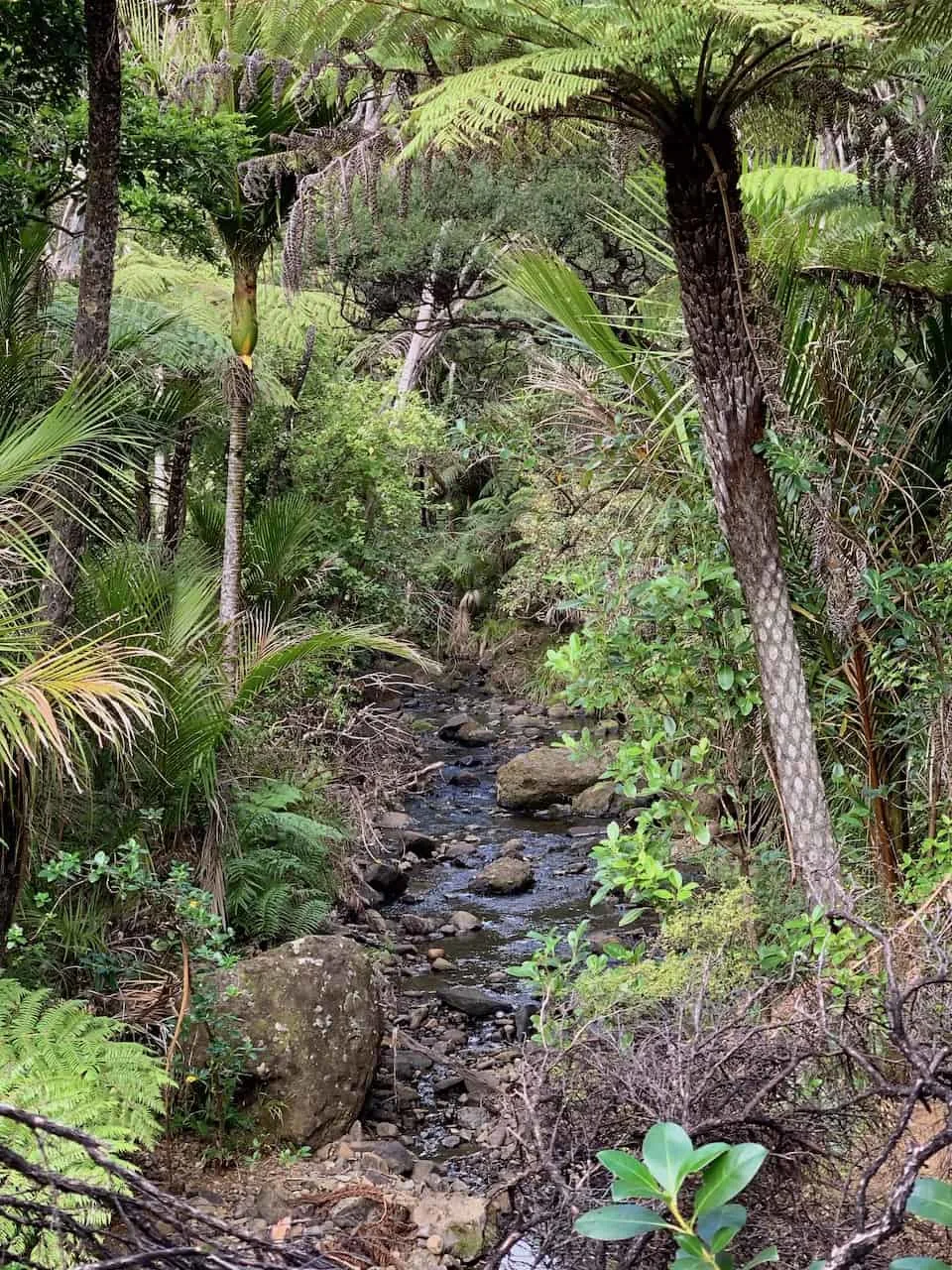 Waitakere Ranges River