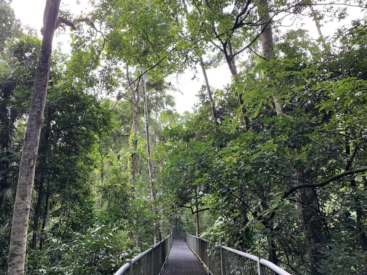 Aerial Walkway Daintree Discovery