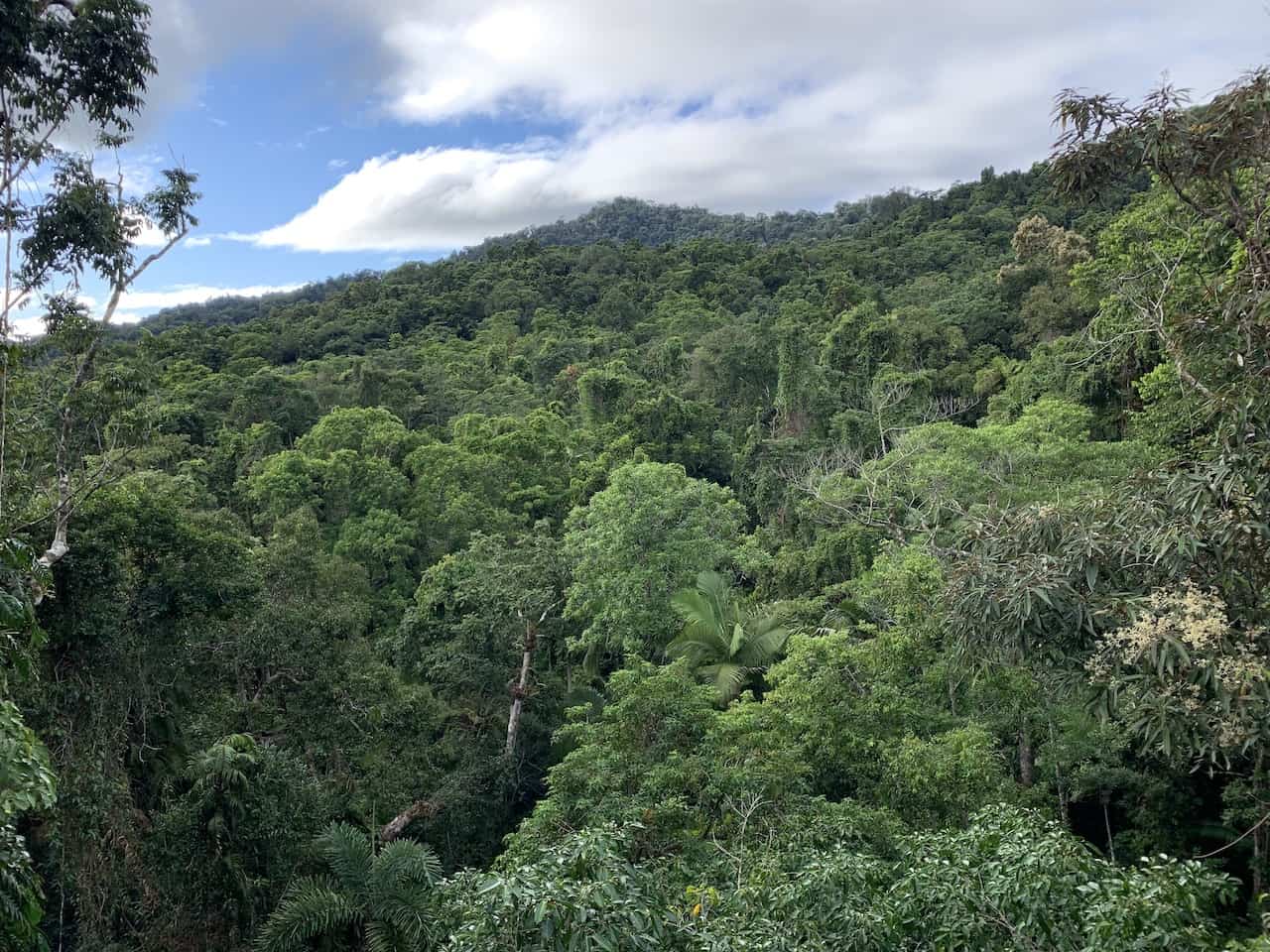 Canopy Tower Daintree Rainforest