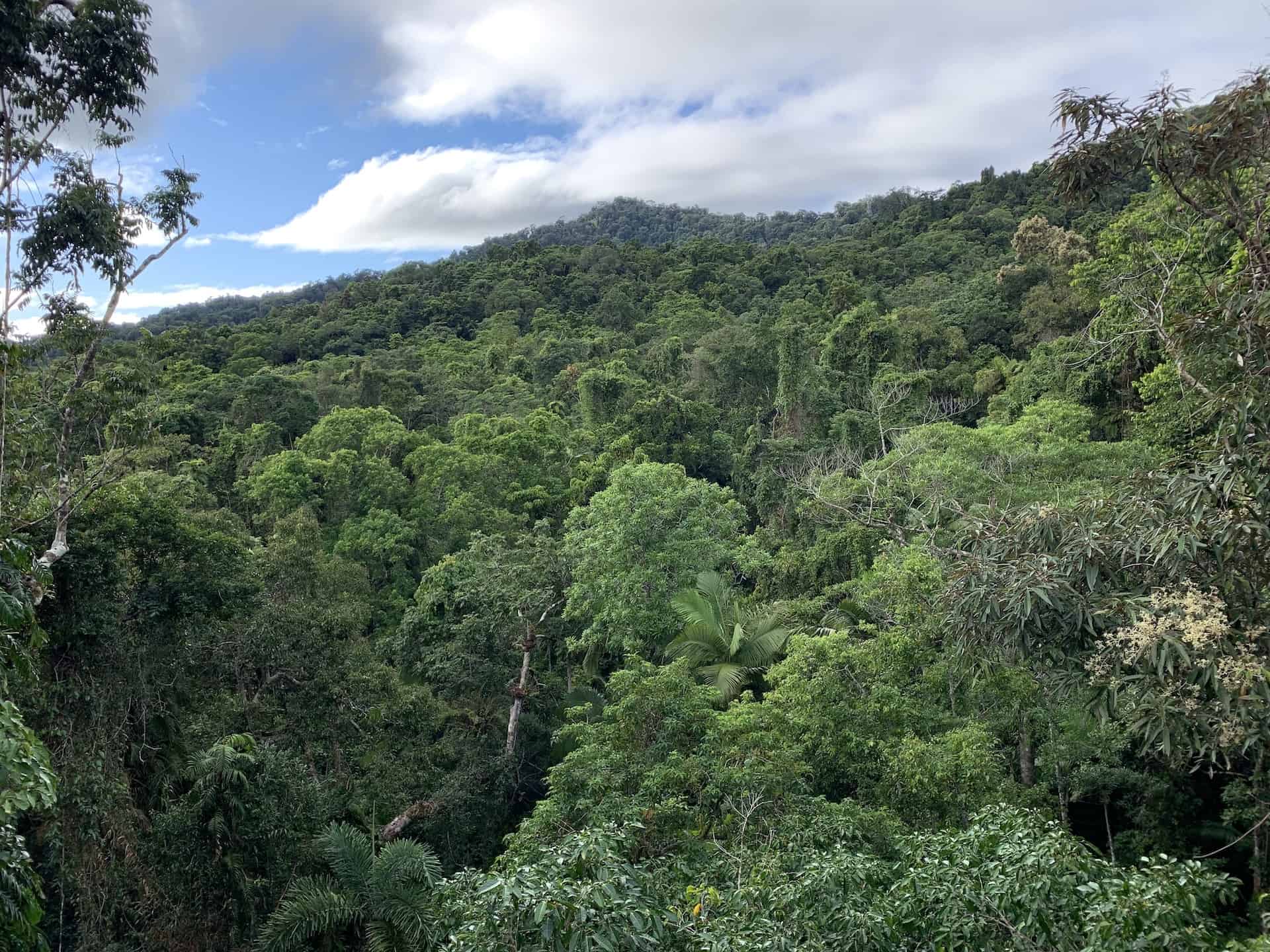 A Complete Overview of the Daintree Discovery Centre