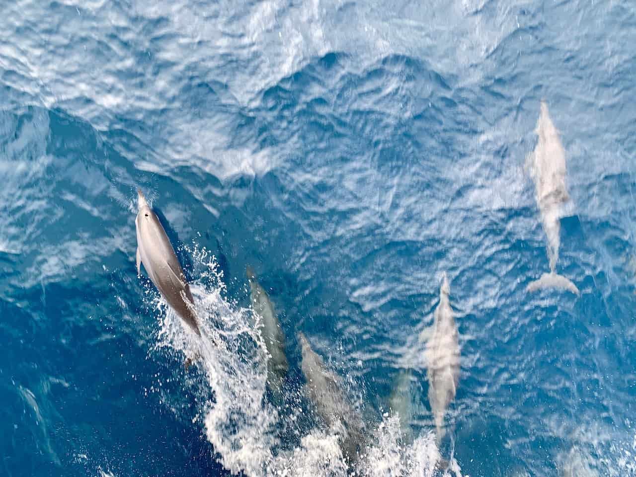 Great Barrier Reef Dolphins