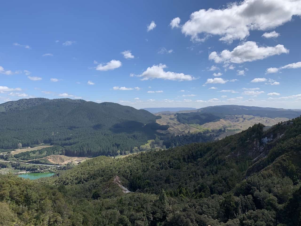 New Zealand Forest