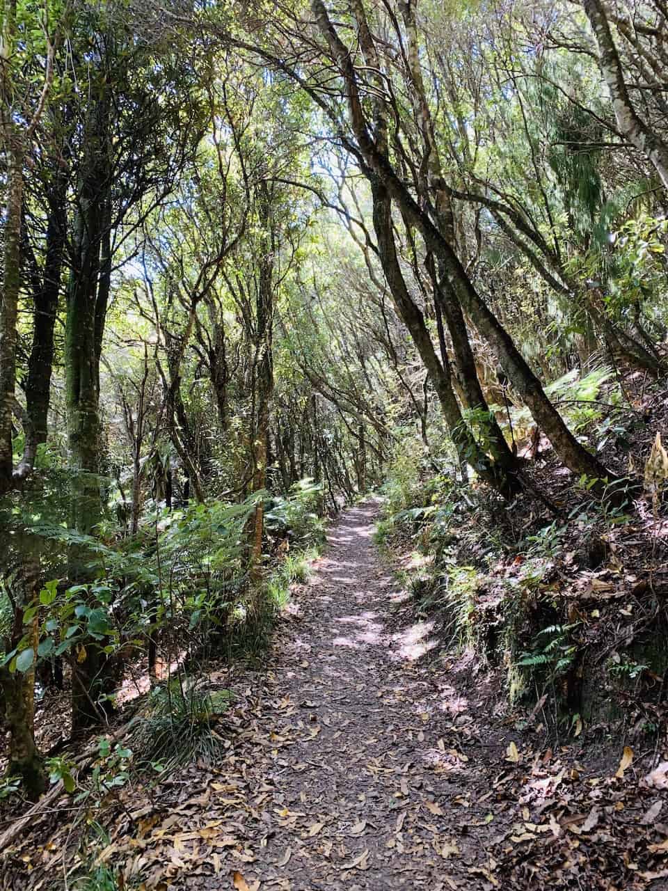 Rainbow Mountain Rotorua Dirt Path