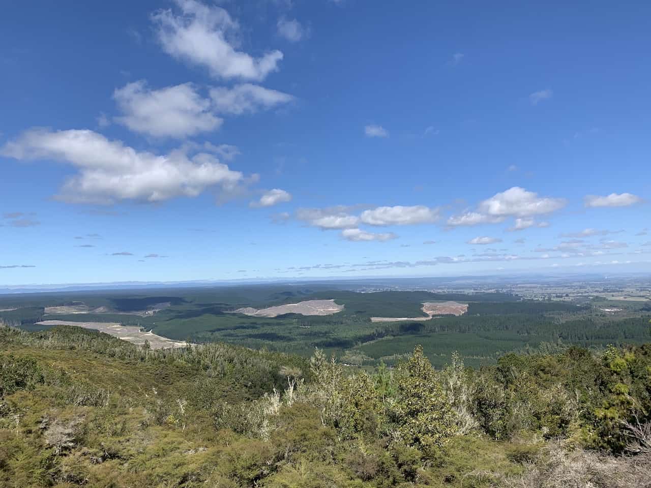 Rotorua Forest