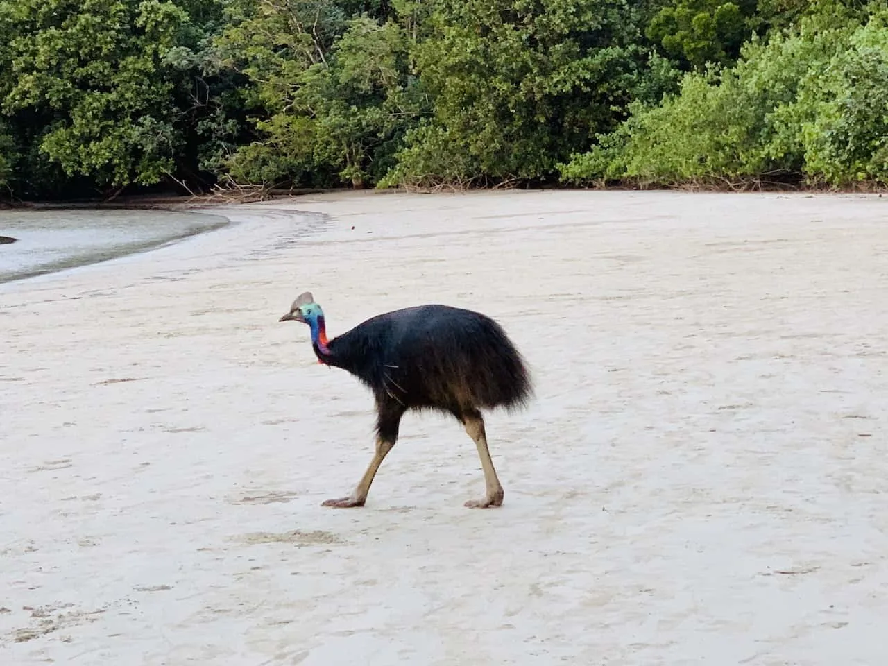 Daintree Cassowary