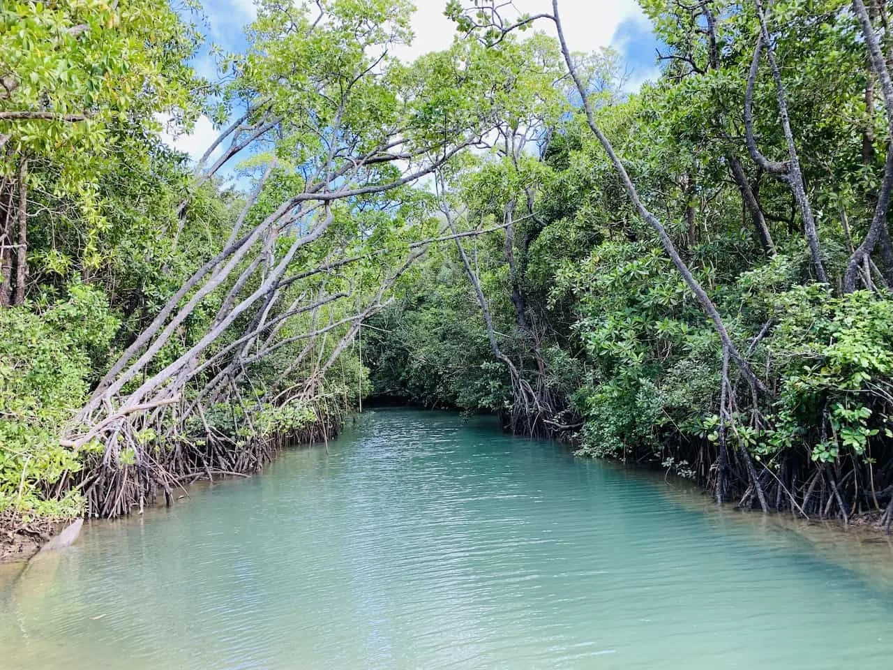 Daintree Rainforest River