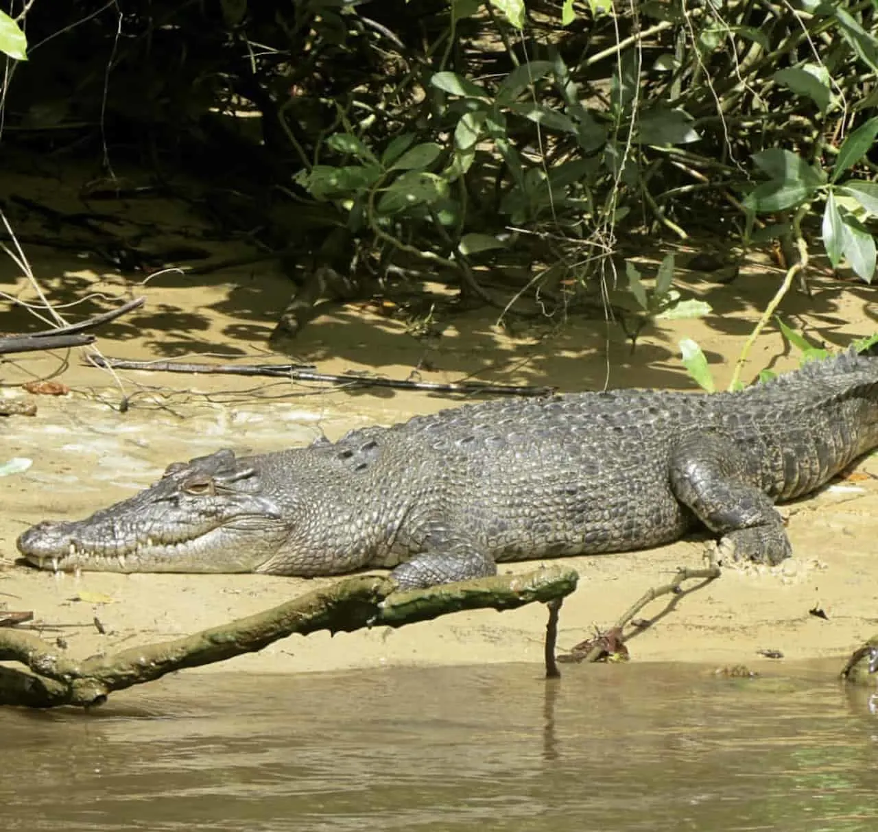 Daintree River Cruise