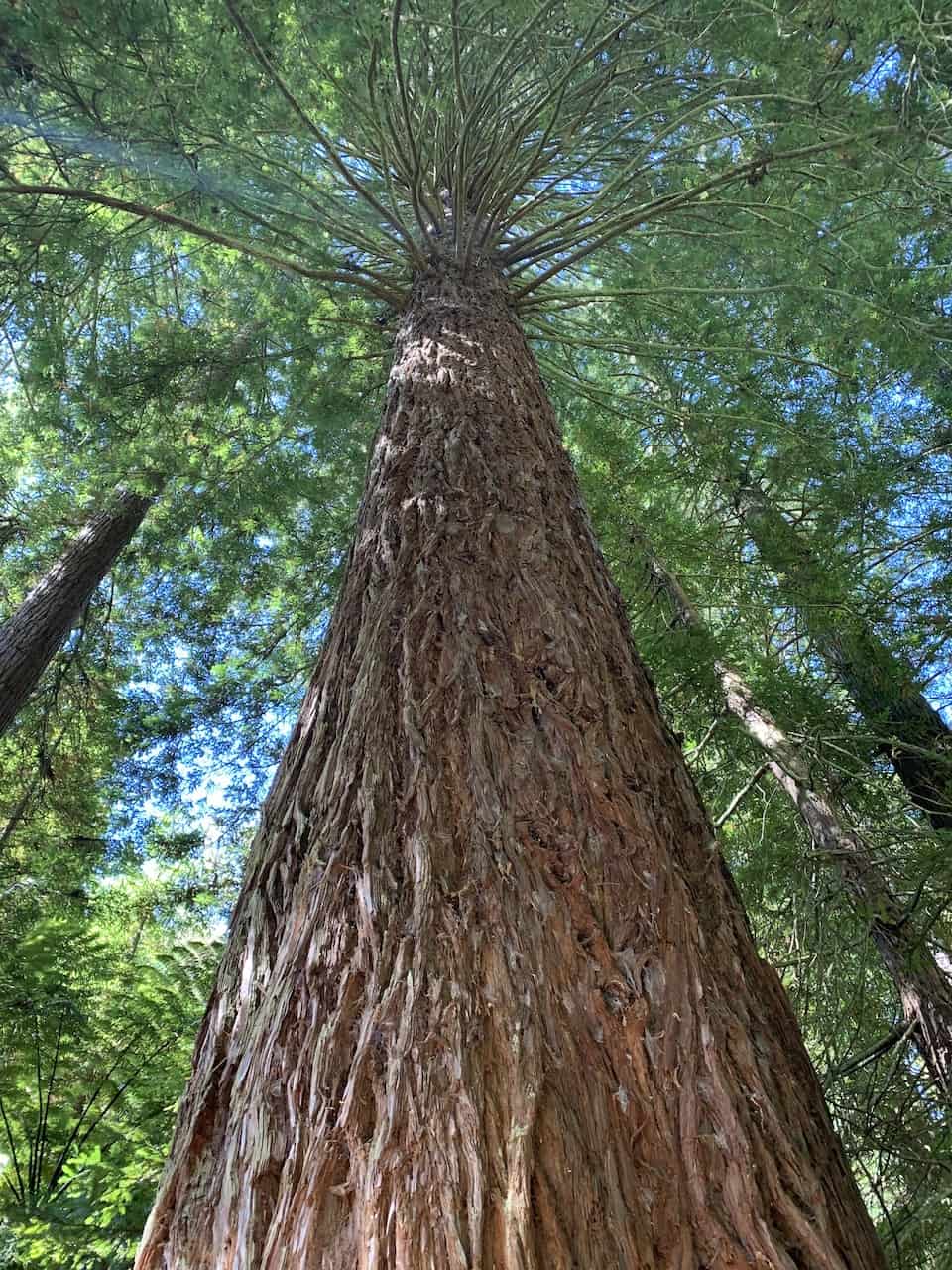 Whakarewarewa Redwoods