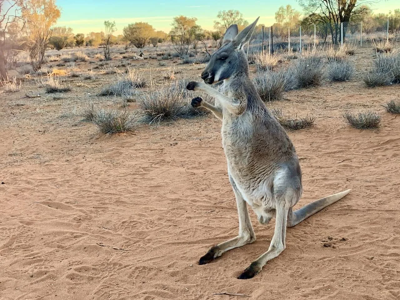 Kangaroo Sanctuary Alice Springs