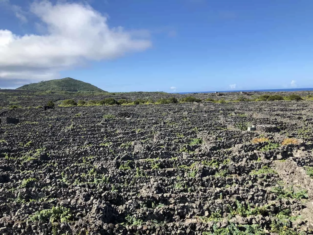 Azores Vineyard Pico