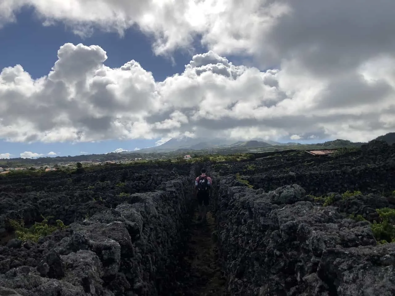 Mount Pico Vineyard