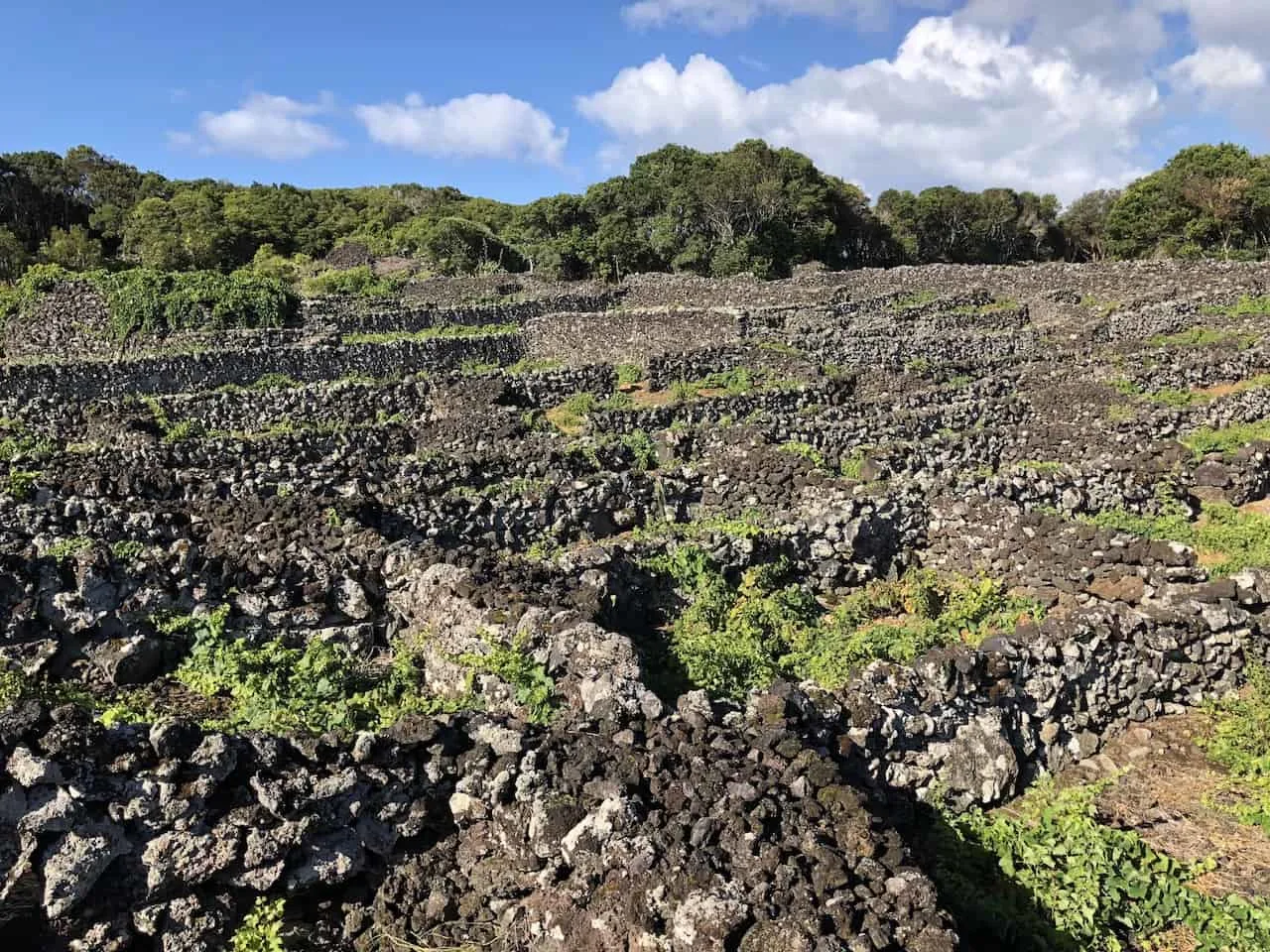 Pico Vineyard Trails