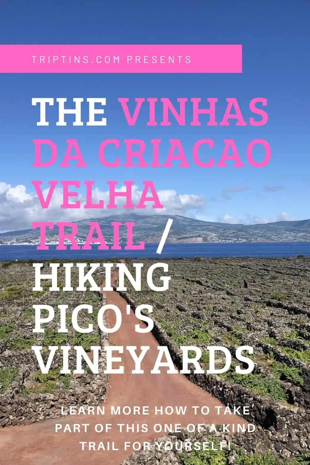 Vinhas da Criacao Velha Pico