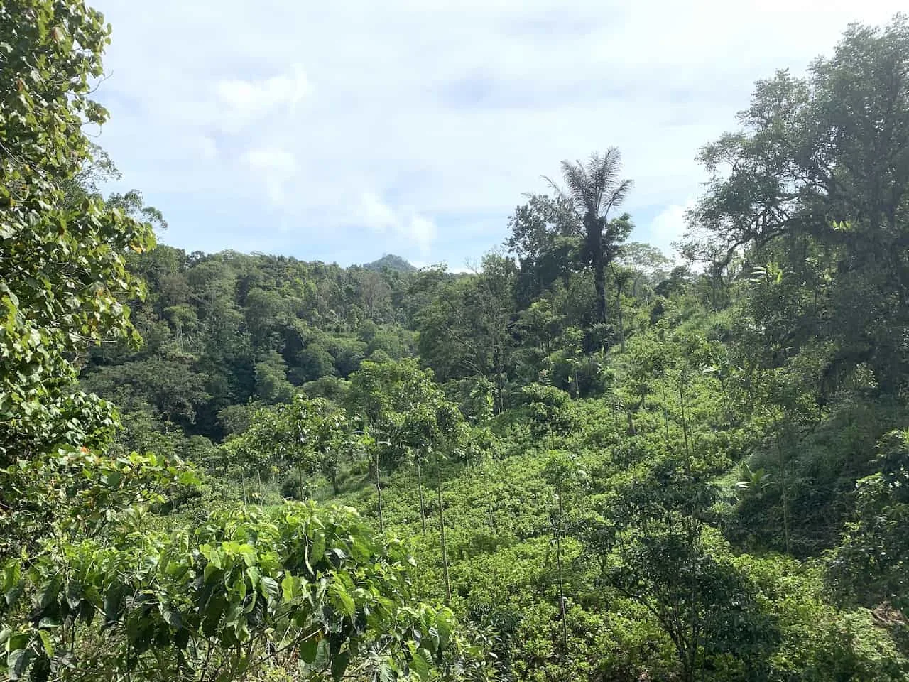 Northern Bali Waterfall Jungle