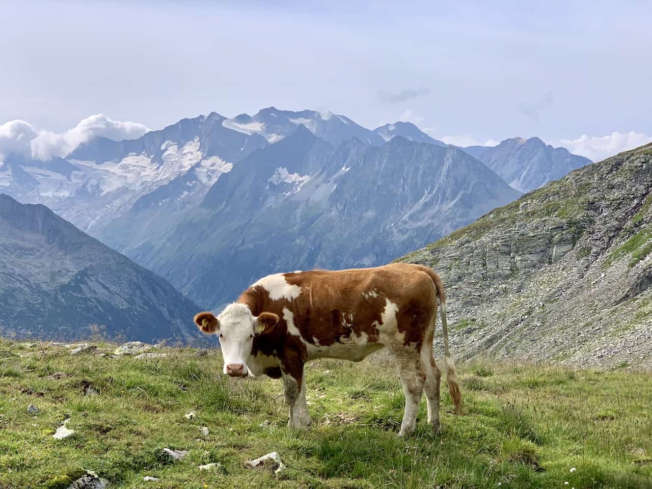 Austria Hiking Cows