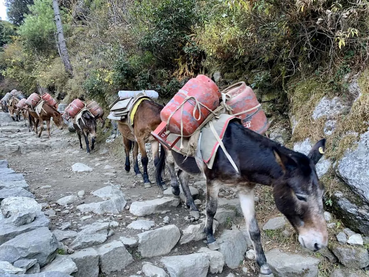 Everest Base Camp Donkeys