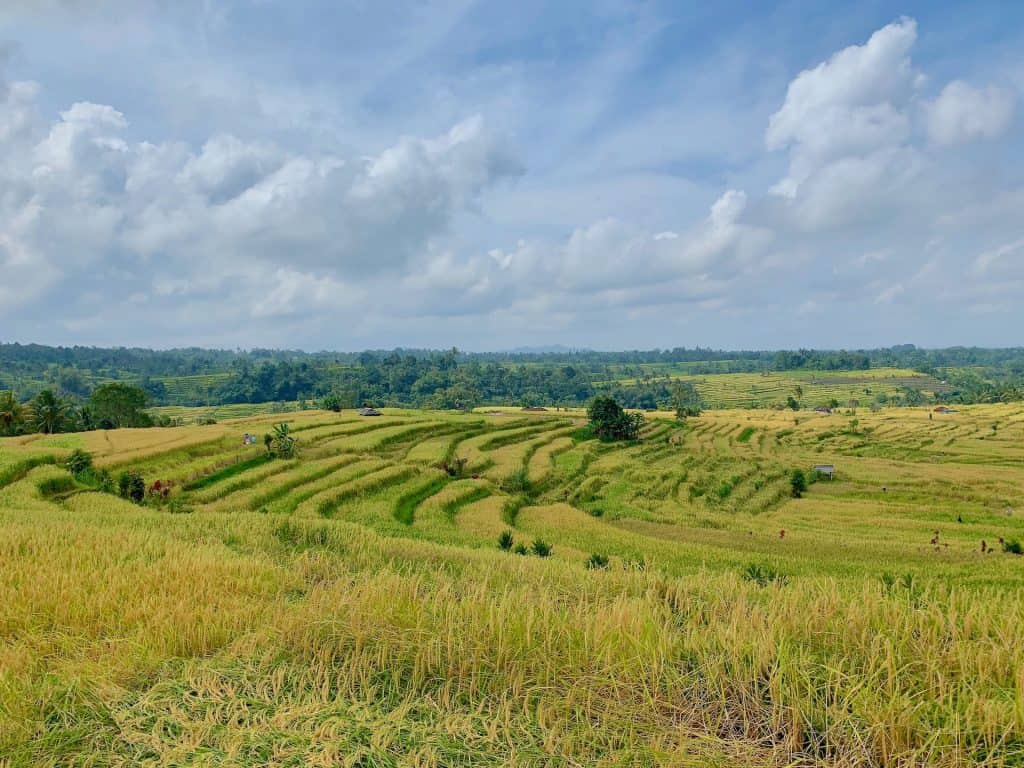 Jatiluwih Rice Terraces