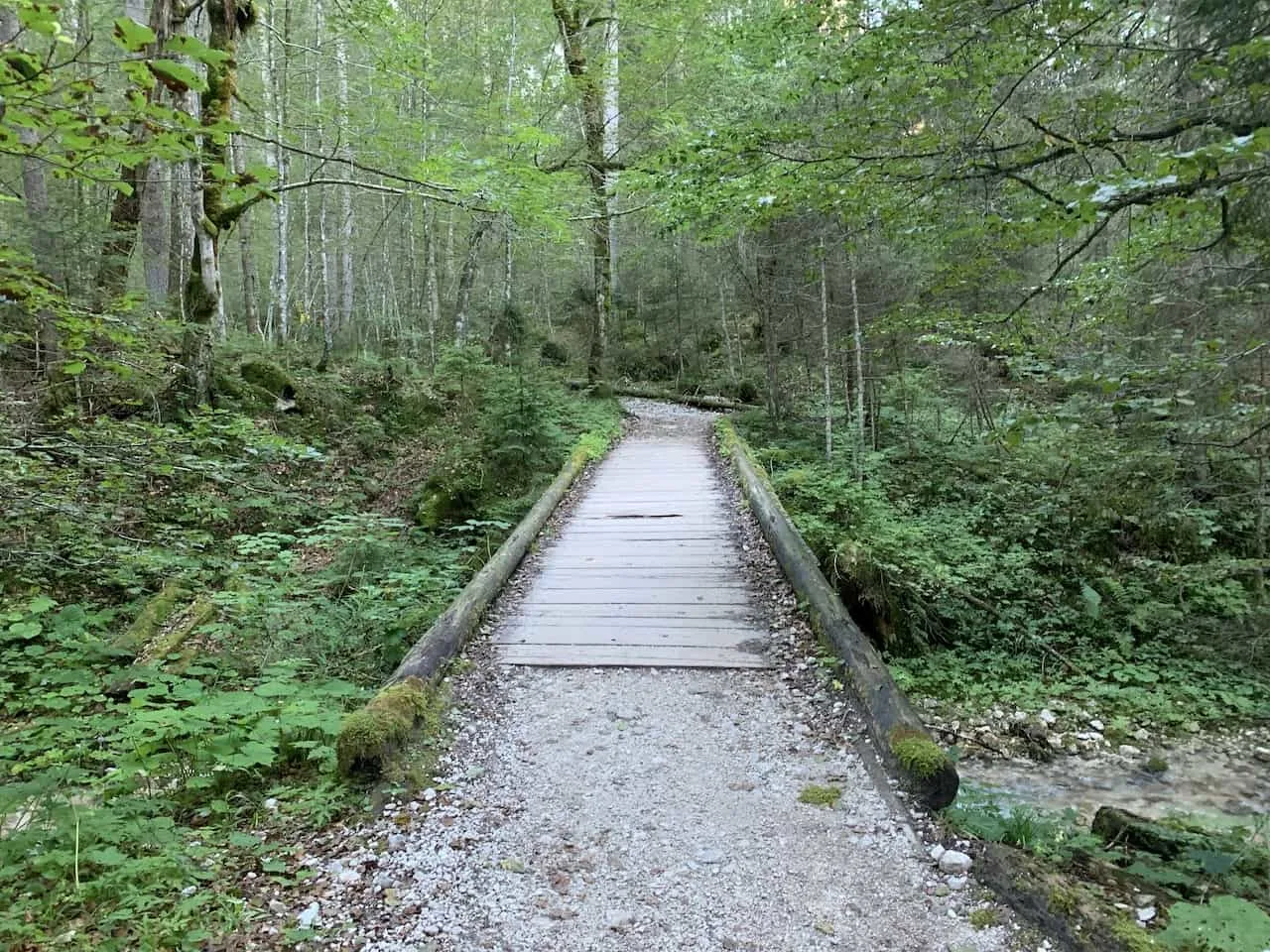 Zugspitze Forest