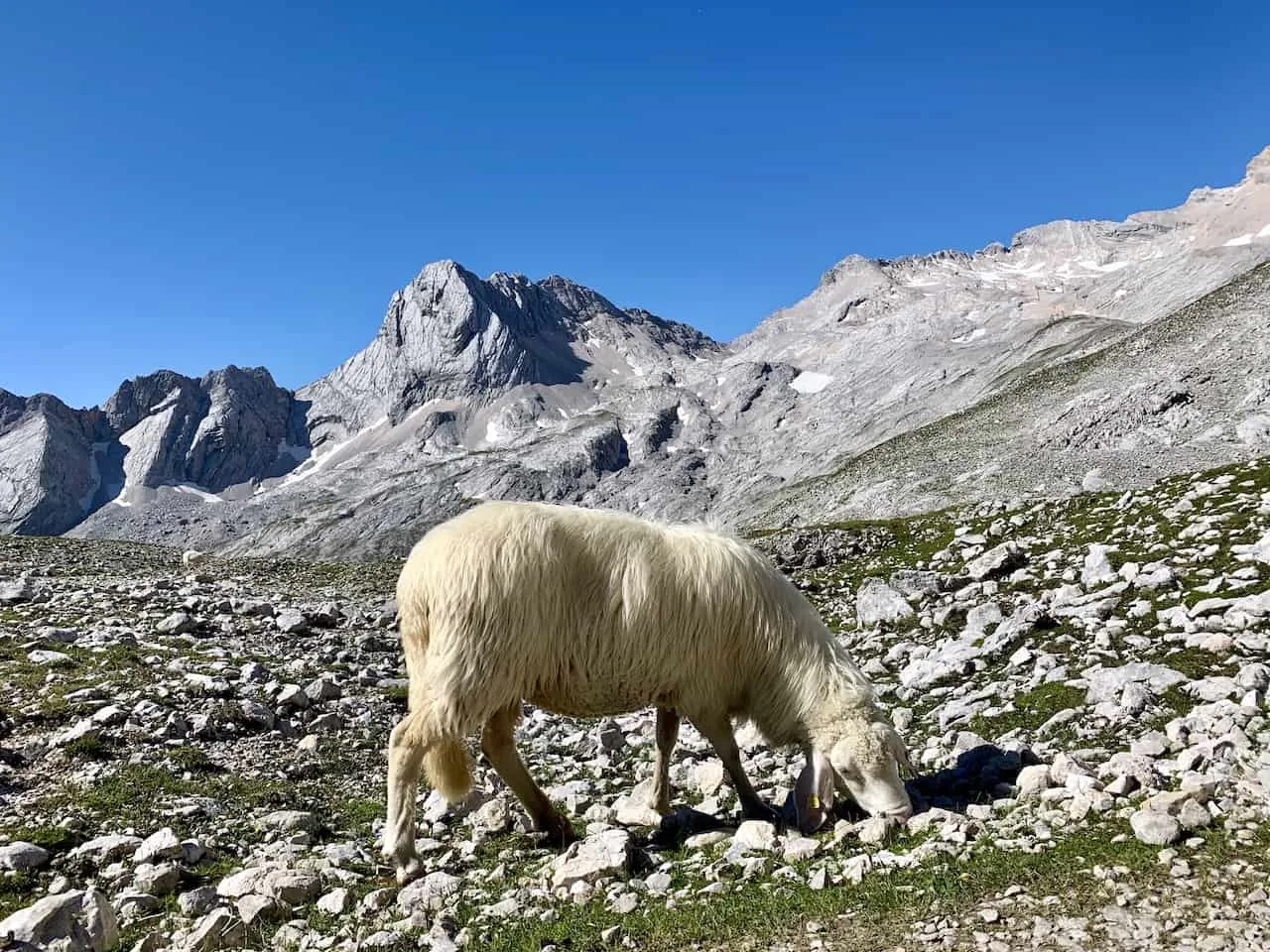 Zugspitze Sheep
