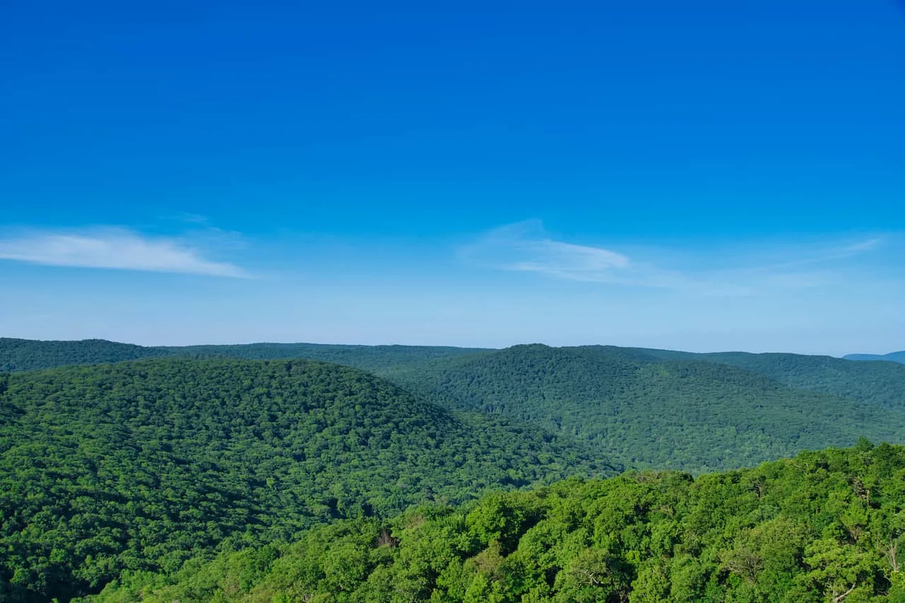 Hudson Valley Forest Greenery