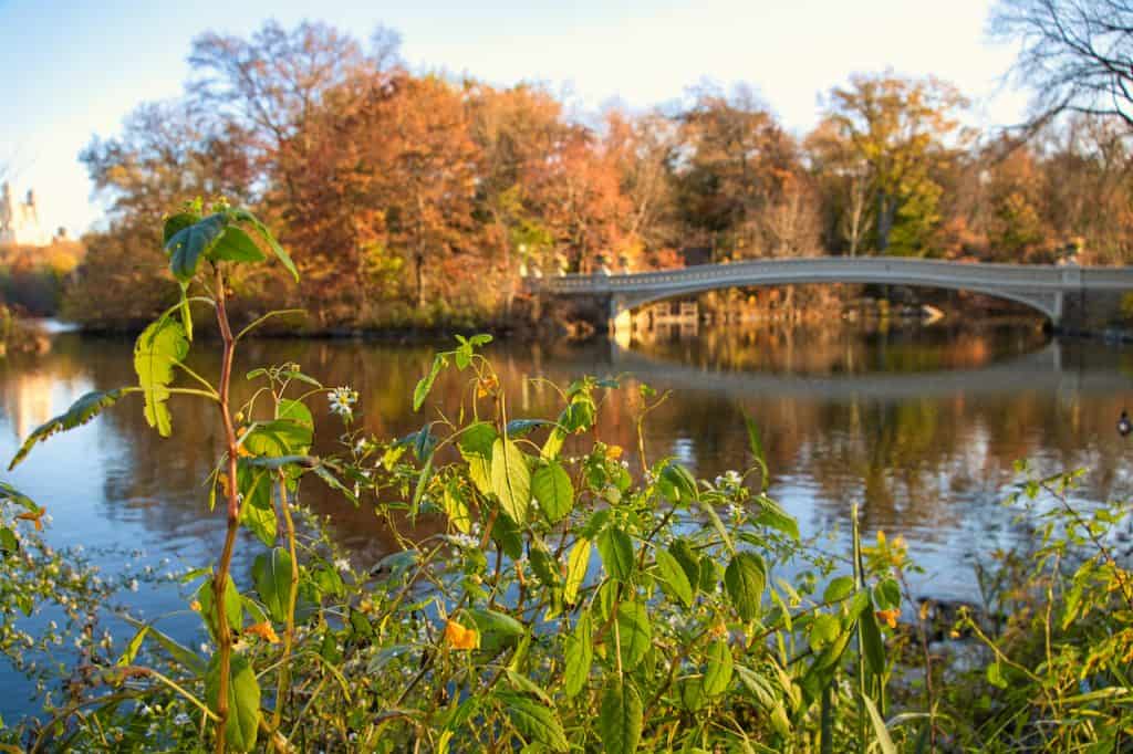 How to Visit the Central Park Bow Bridge | Map + Photography Tips