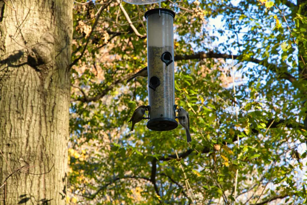Bird Watching Central Park