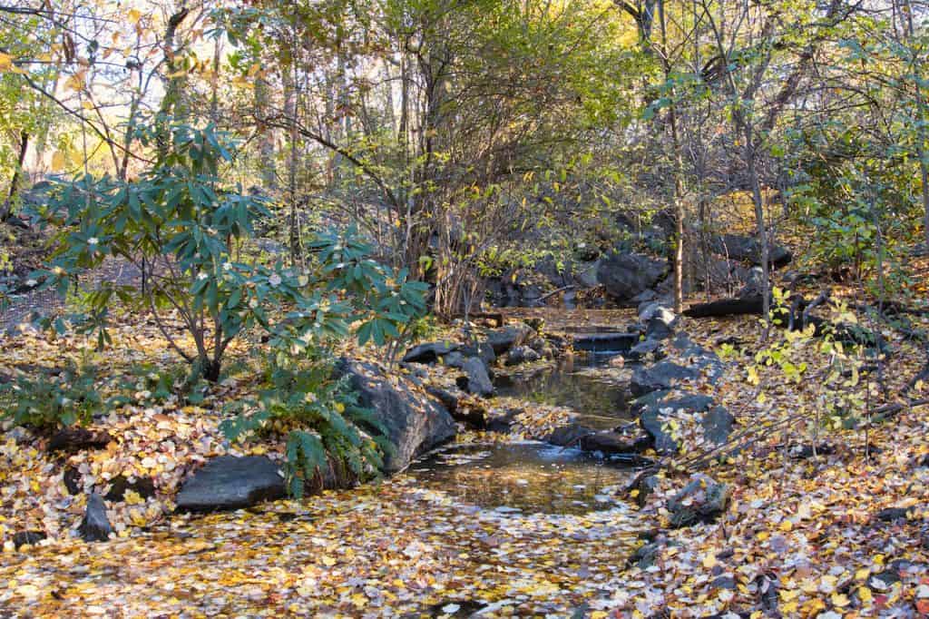 The Ramble of Central Park (Complete Guide, Map, Trails, & More)