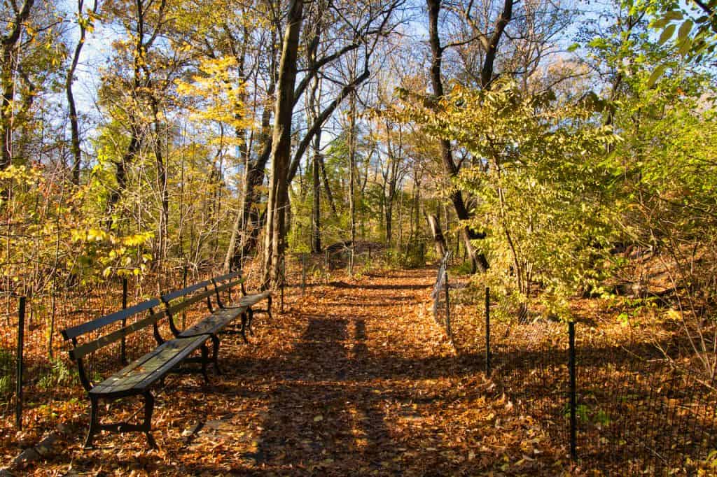 The Ramble of Central Park Guide, Map, Trails, & More)