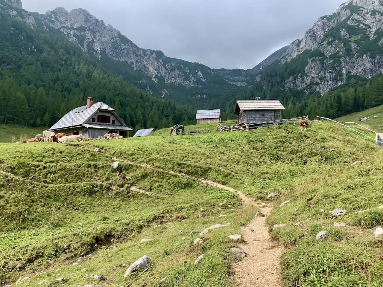 Triglav Forest