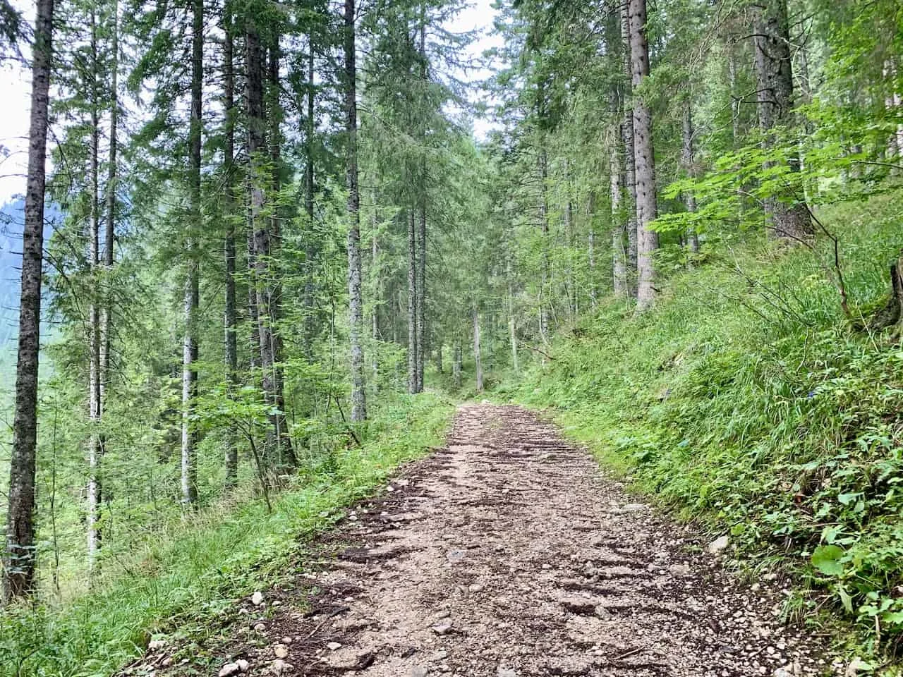 Triglav Forest