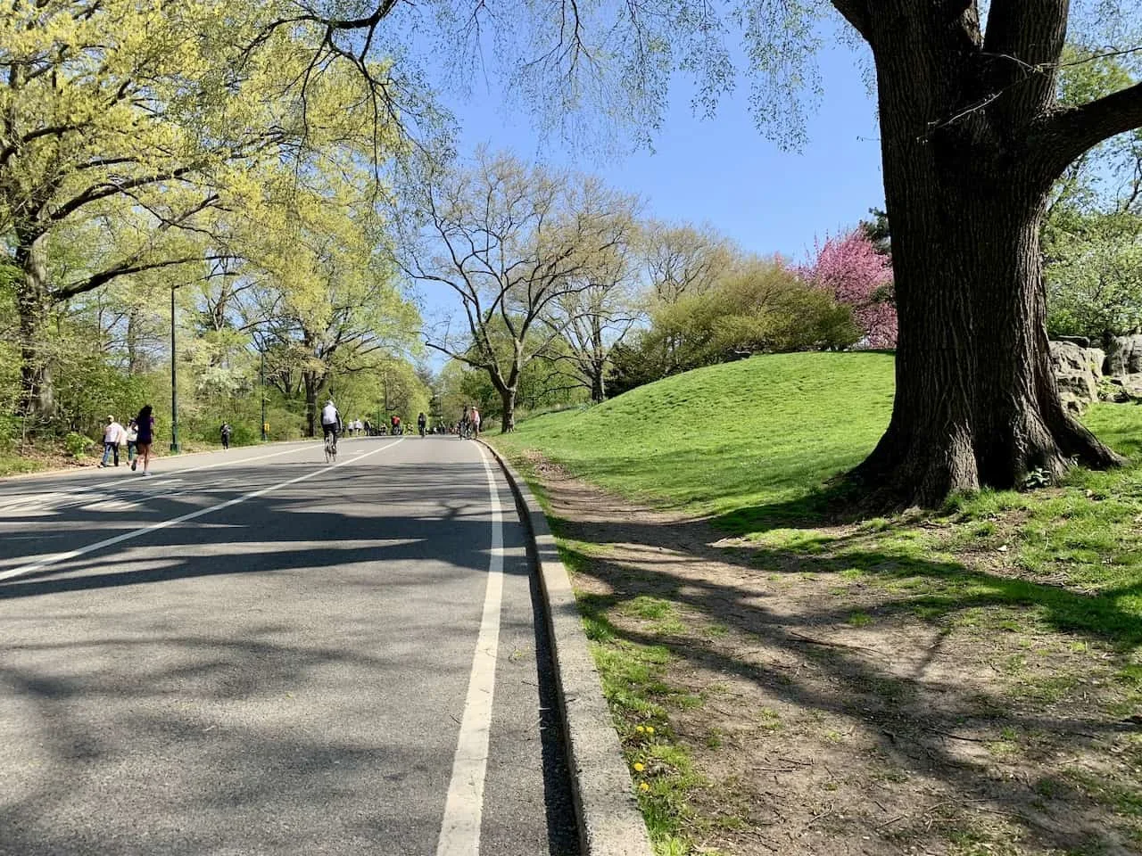 Dirt Path Central Park