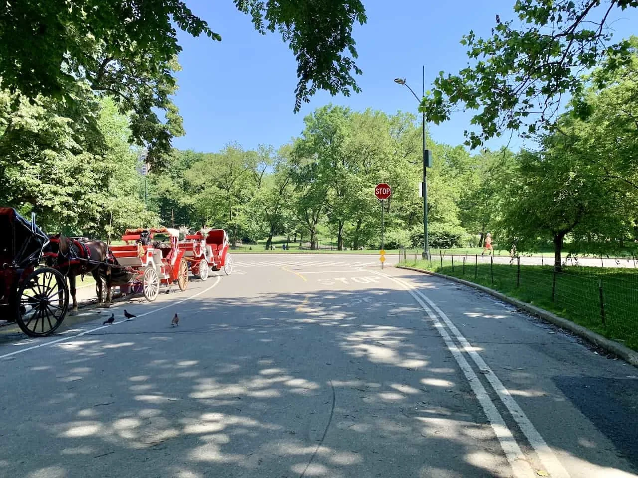 Horse Carriages West Drive