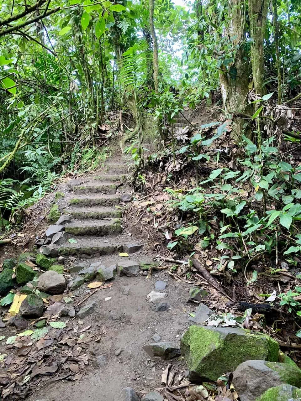 Arenal 1968 Forest Trail Stairs
