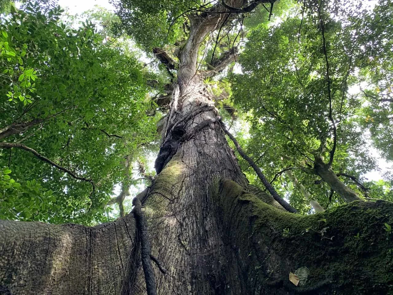 Arenal National Park Ceiba Tree